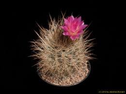 Eriosyce senilis subsp. coimasensis (syn.  Neoporteria coimasensis) 2447
